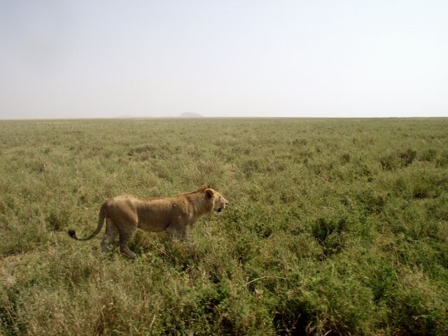 Tanzania 305